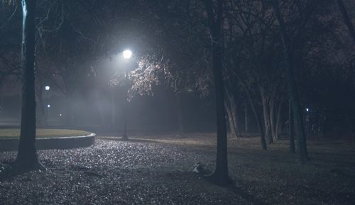 View of bare trees at night