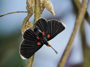 Close-up of black butterfly on stem