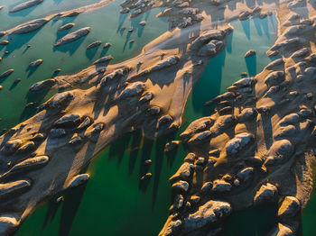 Aerial view of fish swimming