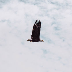 Low angle view of eagle flying against sky