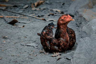 High angle view of a bird on land