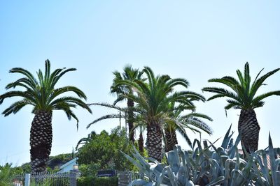 Low angle view of palm trees against clear sky