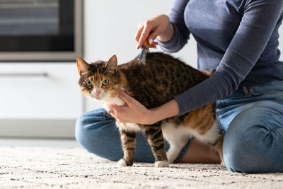 Woman owner combing, scratching her cat. comb hair.