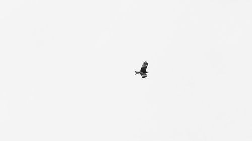 Low angle view of bird flying against clear sky