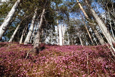 Low angle view of flowering trees on field