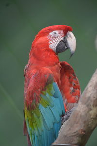 Close-up of parrot perching on branch