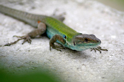 Close-up of lizard