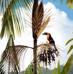 Low angle view of bird perching on palm tree