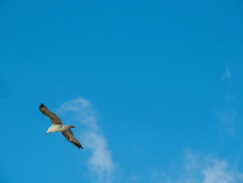 Low angle view of bird flying against clear blue sky