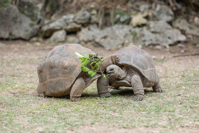 Close-up of a turtle on ground