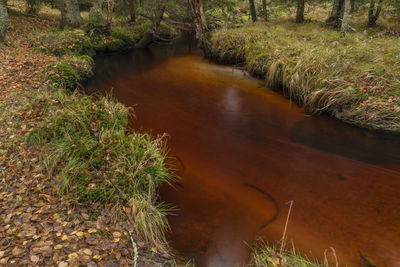 High angle view of stream amidst trees in forest