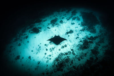 High angle view of stingray swimming in sea