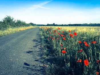 Poppies blooming on field against sky