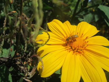 Close-up of honey bee on yellow flower blooming outdoors