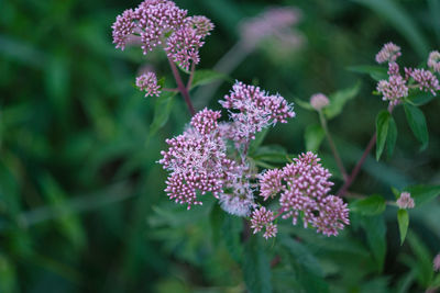 Close-up of purple flowering plants