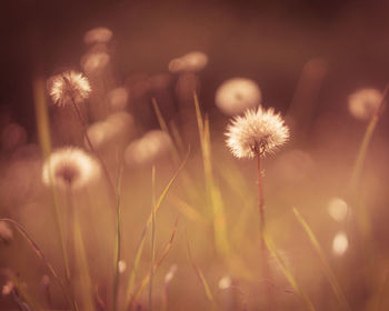 Close-up of flowers against blurred background