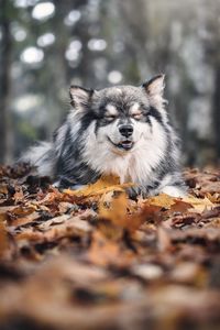 Close-up of dog