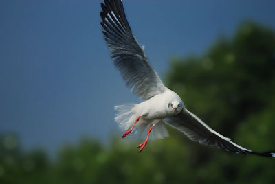 Close-up of bird flying against sky