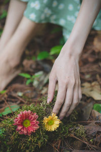 Close-up of hand holding flowering plant