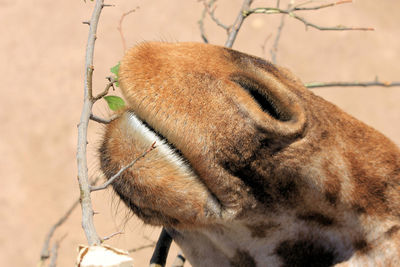 Close-up of giraffe nose