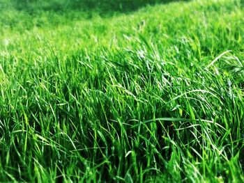 Trees growing on grassy field