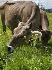 Cow grazing in a field