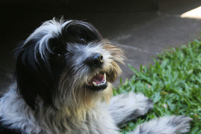 Close-up portrait of dog