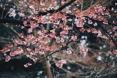 Close-up of pink cherry blossoms