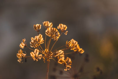 Close-up of wilted flowering plant