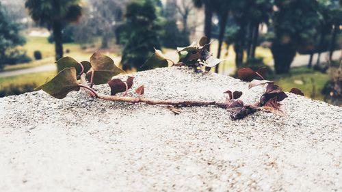 Close-up of crab on tree