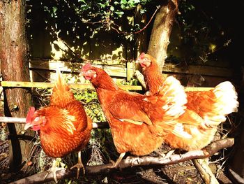 Close-up of rooster