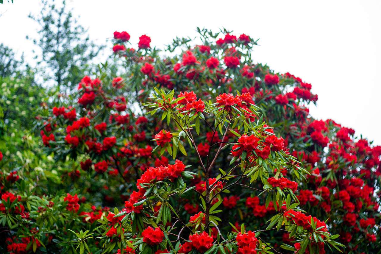 CLOSE-UP OF RED FLOWERING PLANT AGAINST TREES