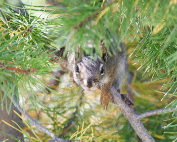 Close-up portrait of squirrel on tree