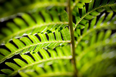 Close-up of fern leaves