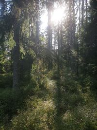 Scenic view of forest