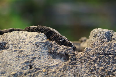 Close-up of lizard on rock