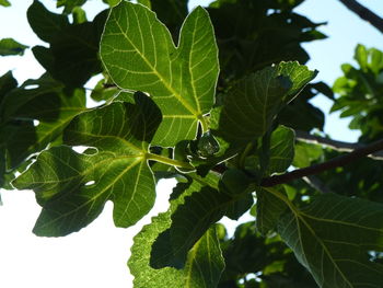 Close-up of fresh green leaves