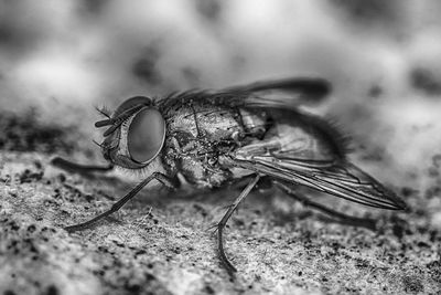 Close-up of fly