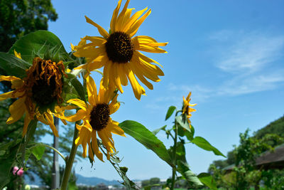 Close-up of sunflower on plant against sky