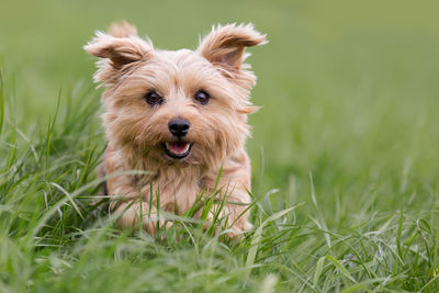 Portrait of dog