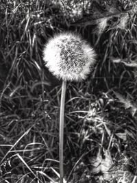 Close-up of dandelion in field