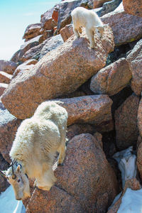 View of a cat on rock