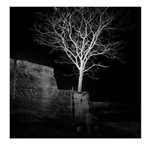 Illuminated tree against sky at night