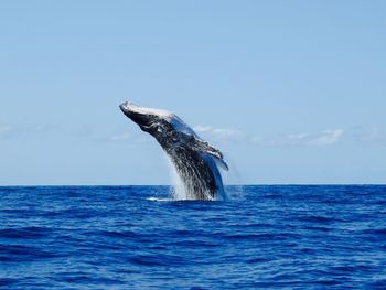 Humpback whale jumping at sea against sky