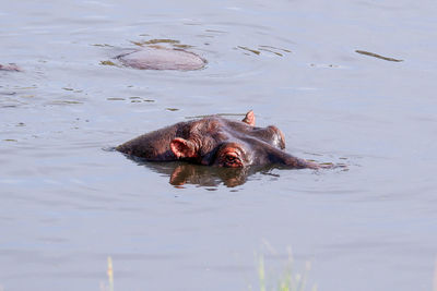 Hippo sits mostly submerged in a river on a summer day in the maasai mara