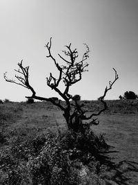 Bare tree on field against clear sky