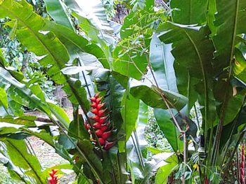 Close-up of fruits growing on tree