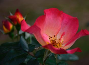 Close-up of pink flower blooming outdoors