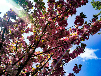 Low angle view of flowers blooming on tree