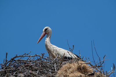 Low angle view of bird on nest against clear blue sky